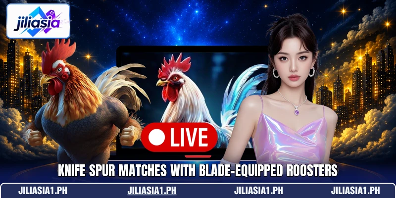 Knife spur matches with blade-equipped roosters Knife spur matches with blade-equipped roosters